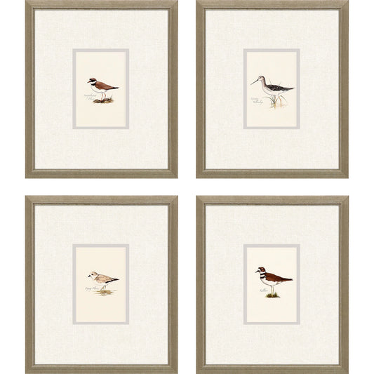 Shorebirds Frame Art - Set of 4