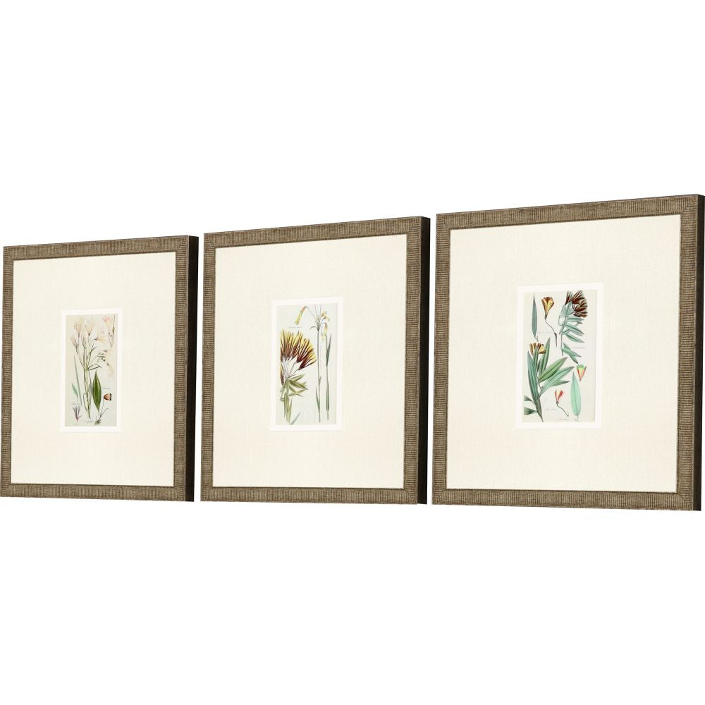 Antique Botanical Framed Prints, Set of 3