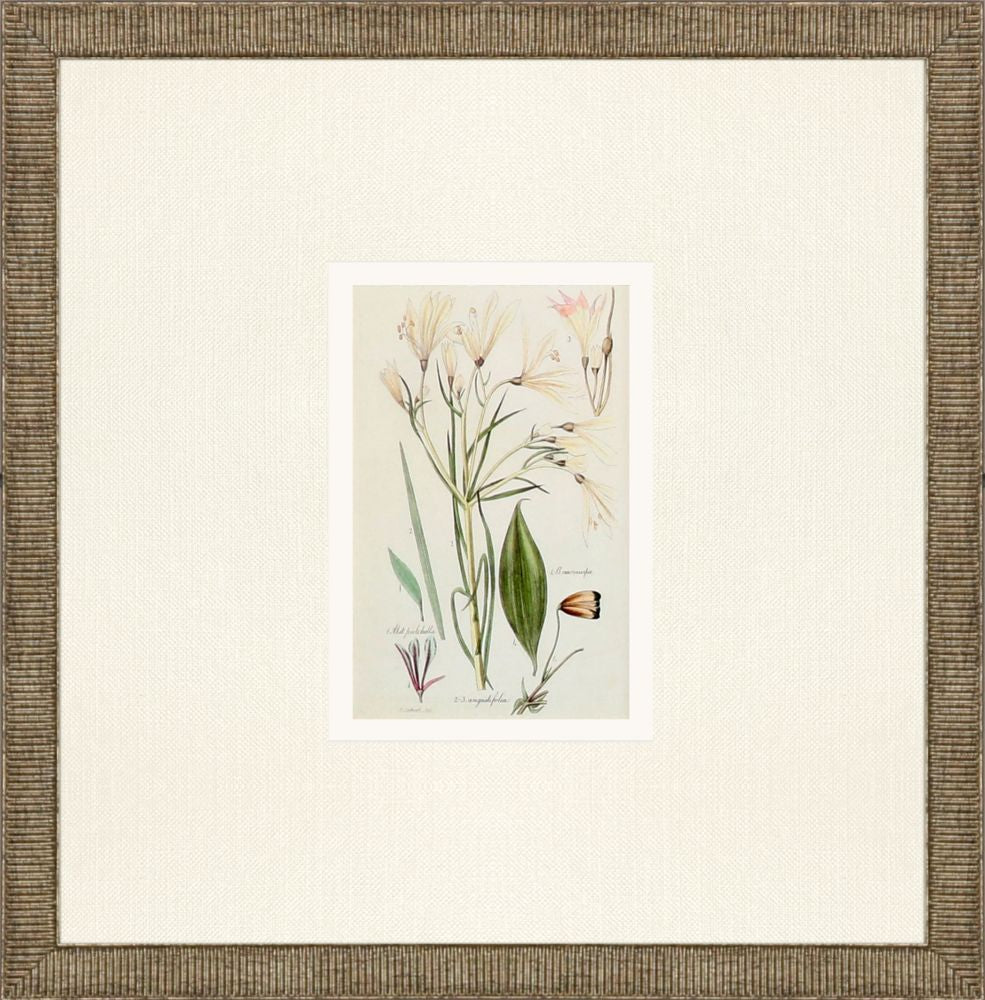 Antique Botanical Framed Prints, Set of 3