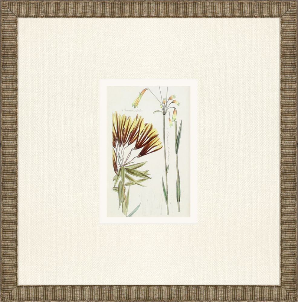 Antique Botanical Framed Prints, Set of 3