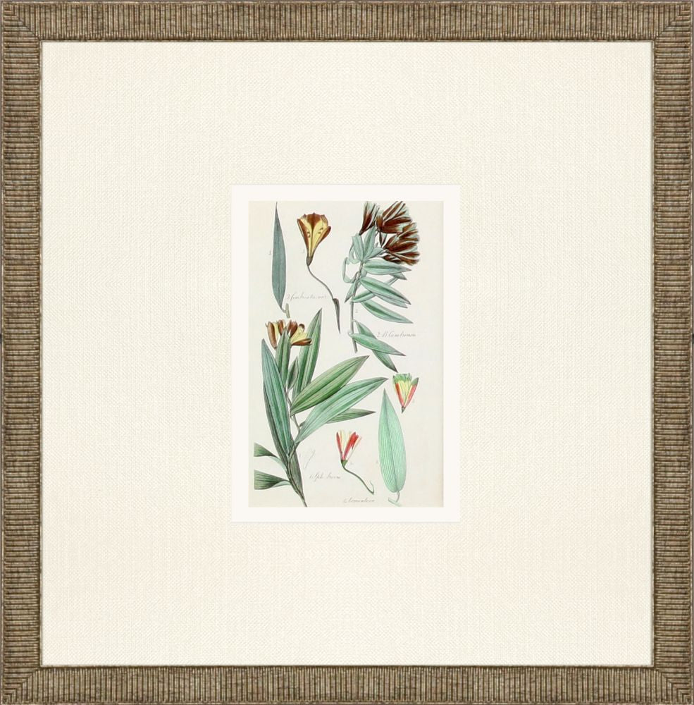 Antique Botanical Framed Prints, Set of 3