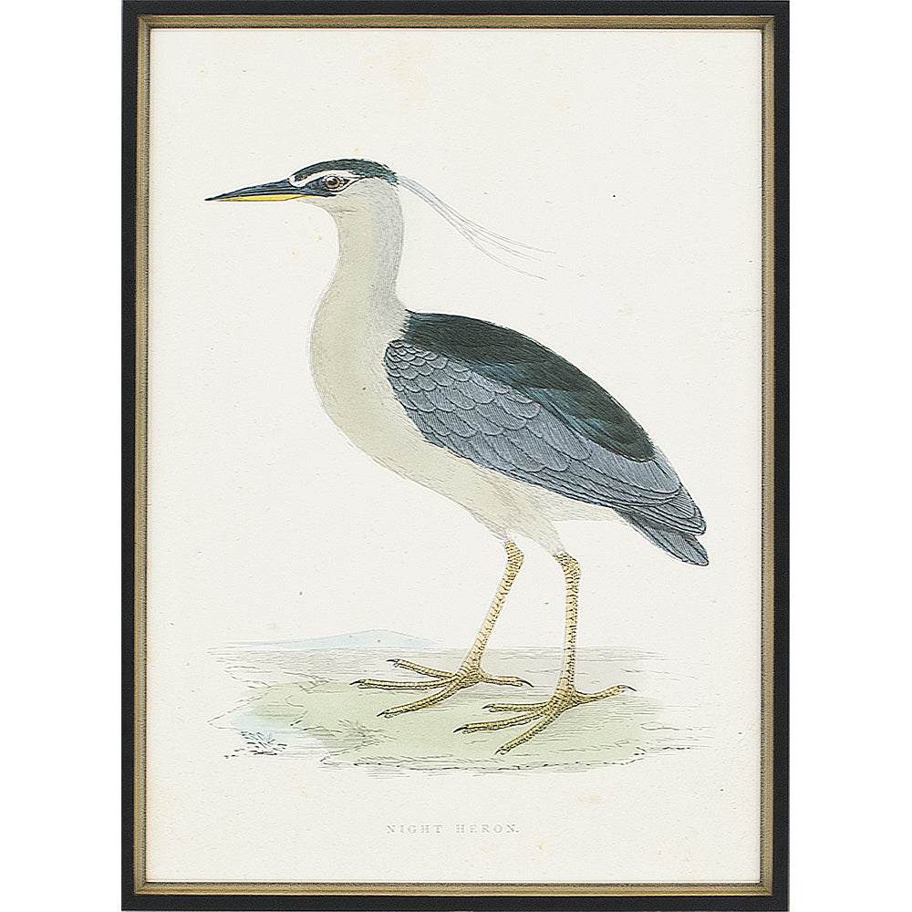 Vintage Heron Prints