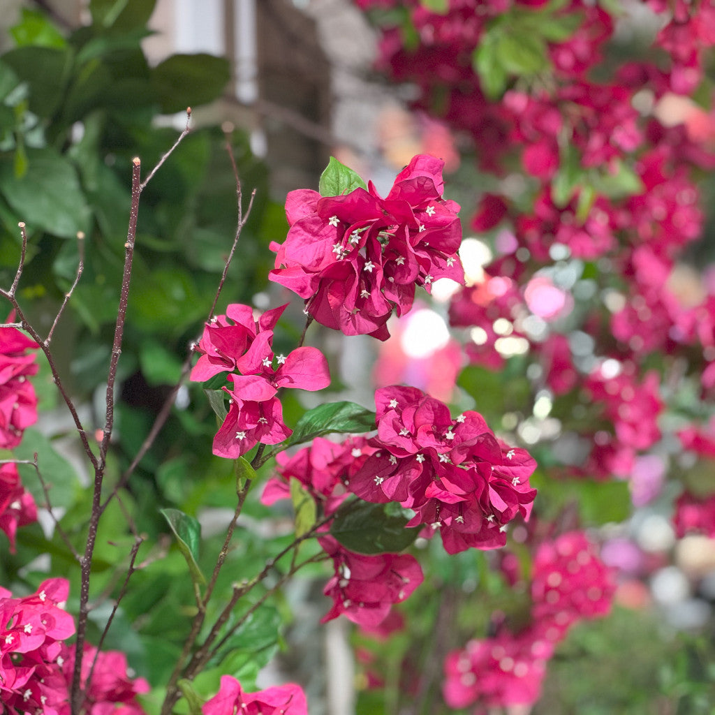Life-like Bouganvillea Spray