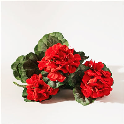 Geranium Bush