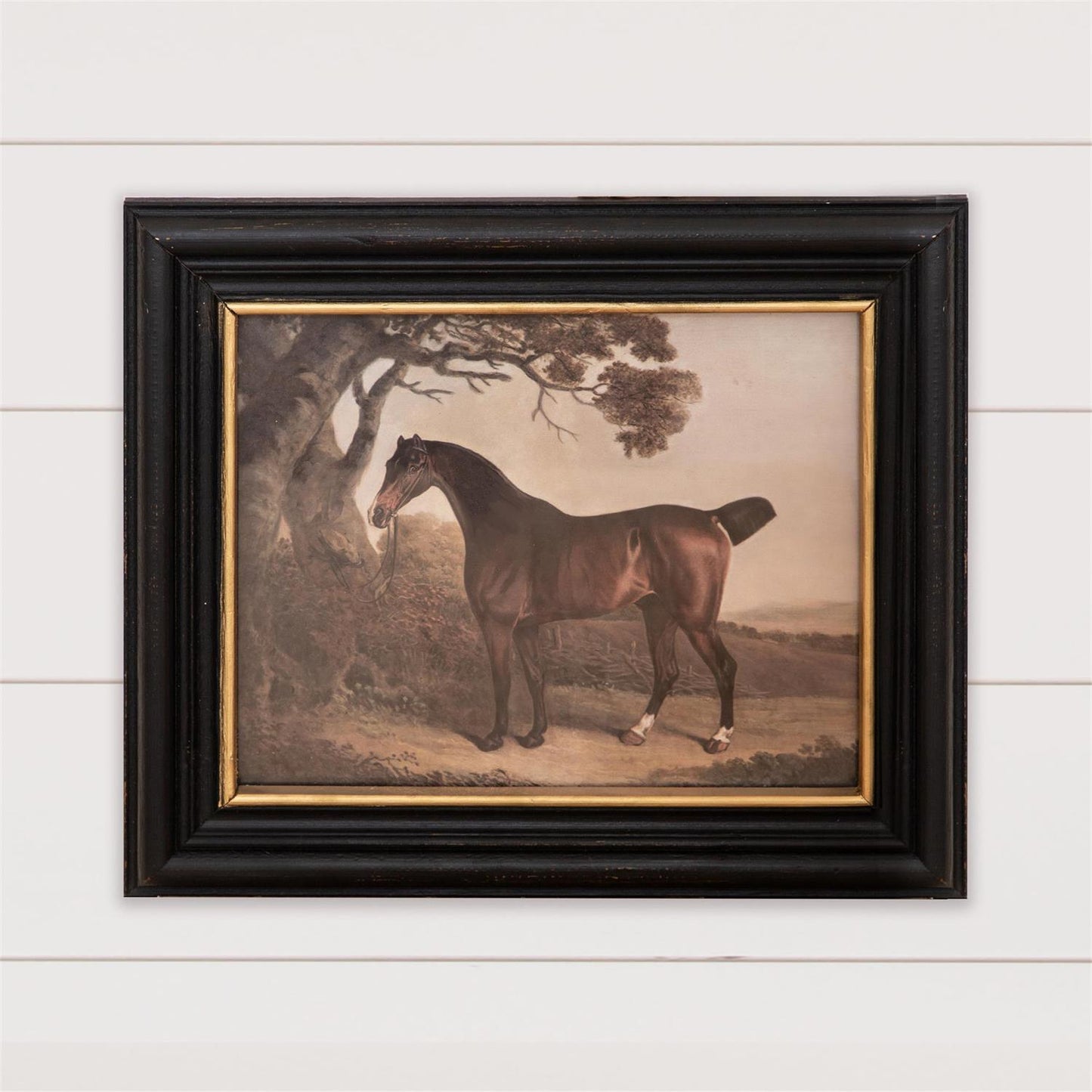 Horse Framed Print
