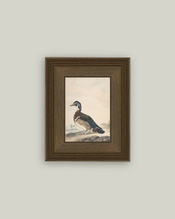 A Duck Wall Art