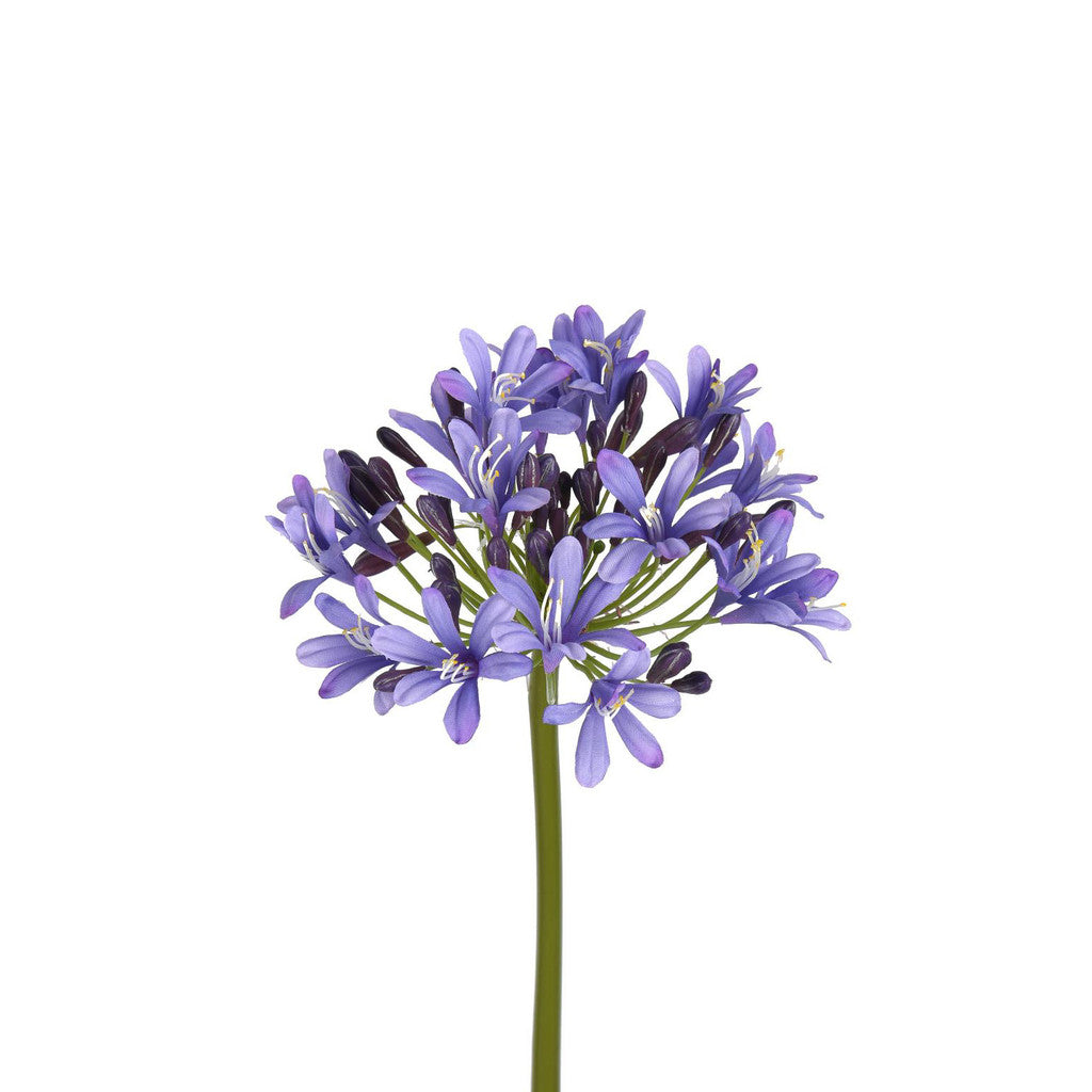 Agapanthus Stem