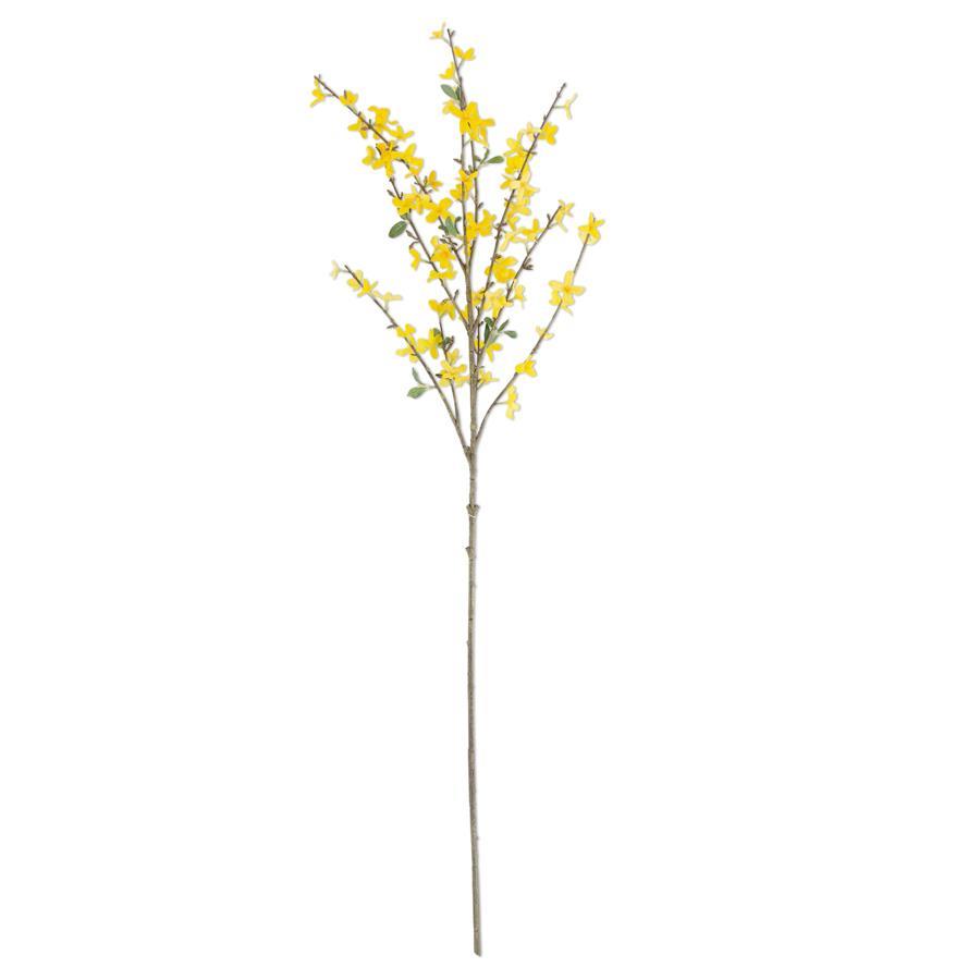 Large Forsythia Stem