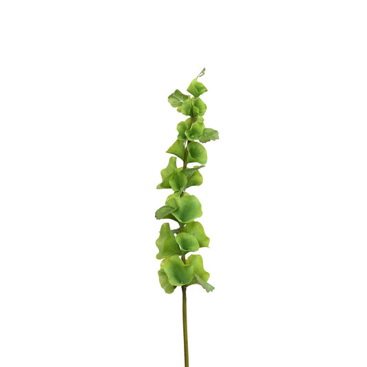 Bells of Ireland Stem