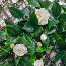White Camelia Flower Wreath