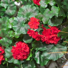 Red Geranium Flower Wreath