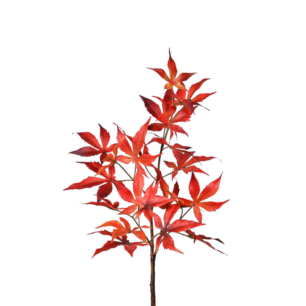 Orange Japanese Maple Leaf Stem