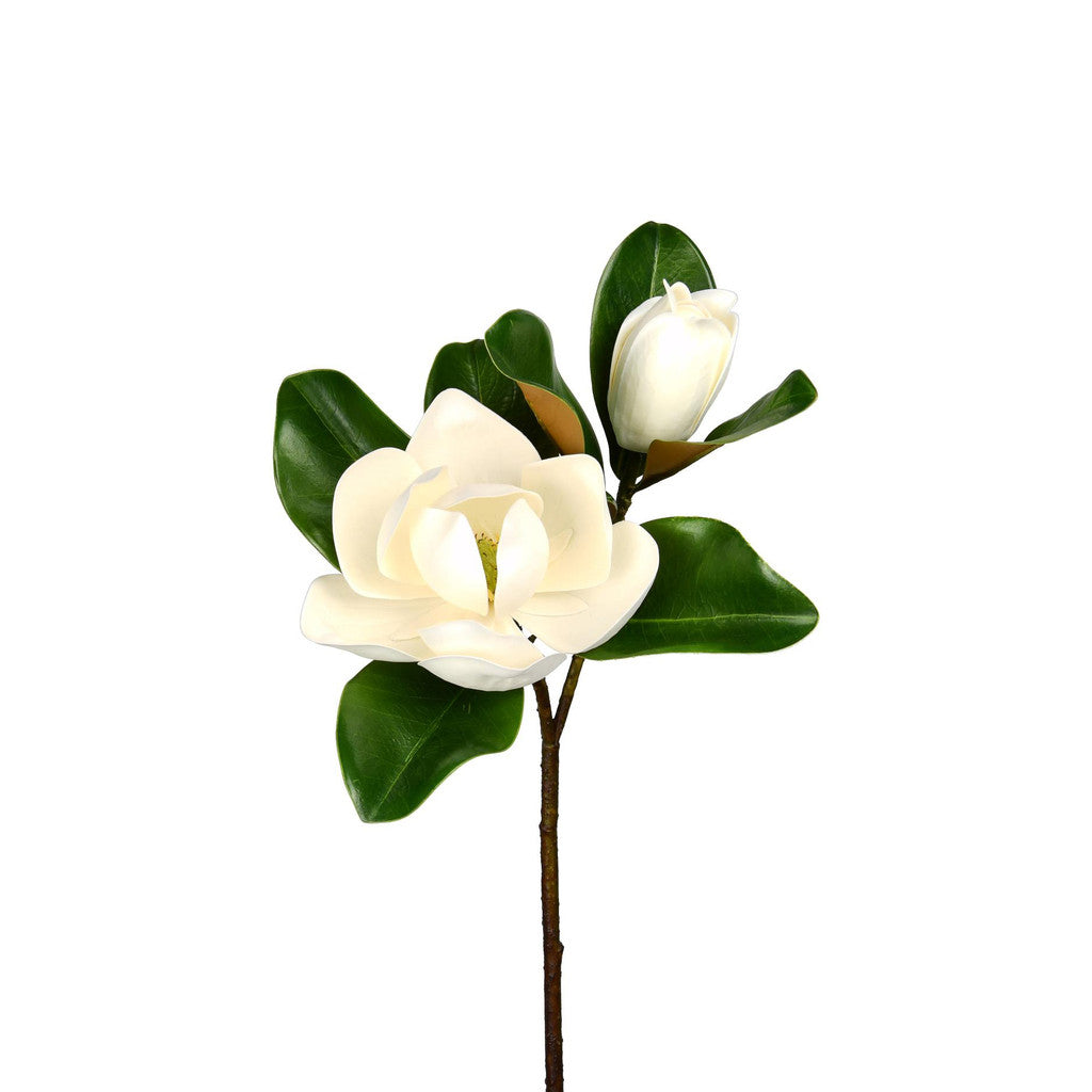 Magnolia Leaf with Flower Collection