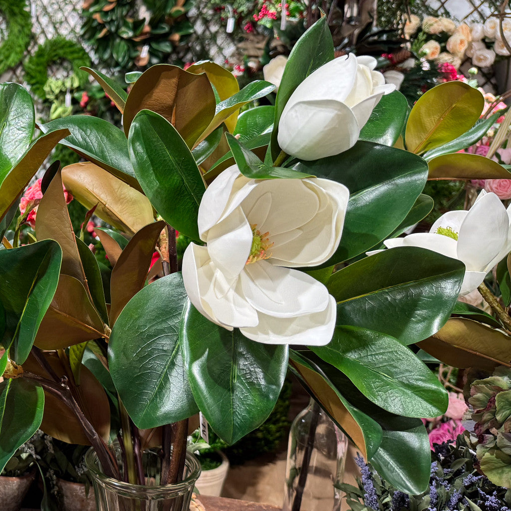 Magnolia Leaf with Flower Collection