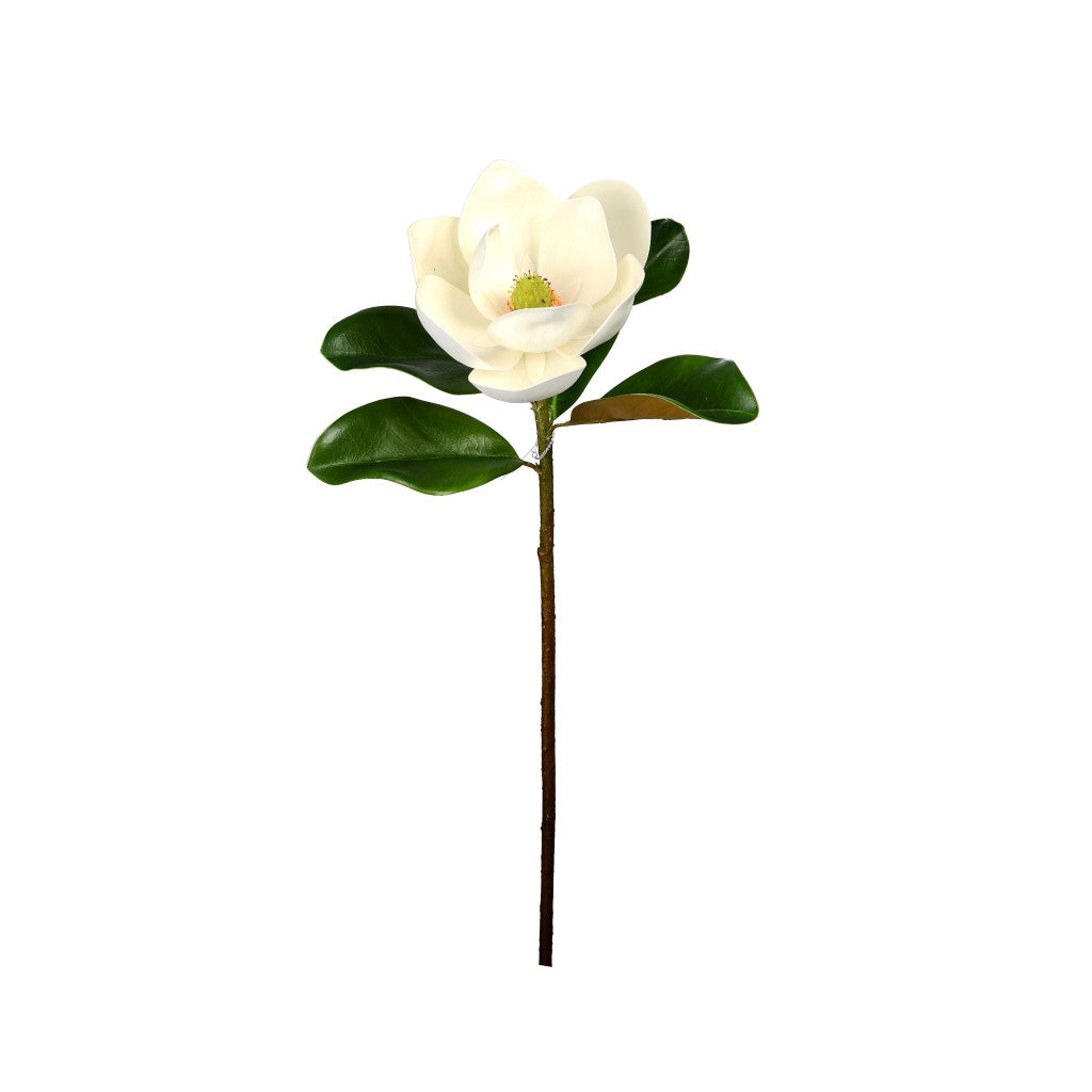 Magnolia Leaf with Flower Collection