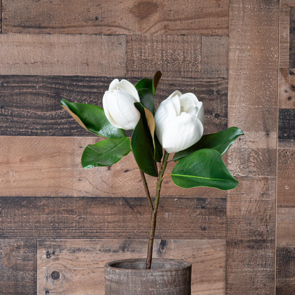 Magnolia Leaf with Flower Collection