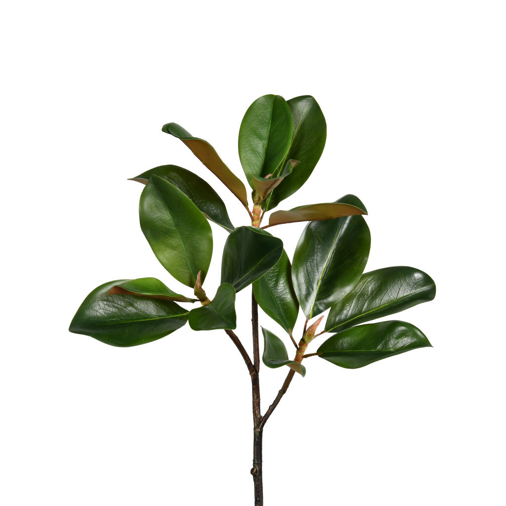 Magnolia Leaf Collection