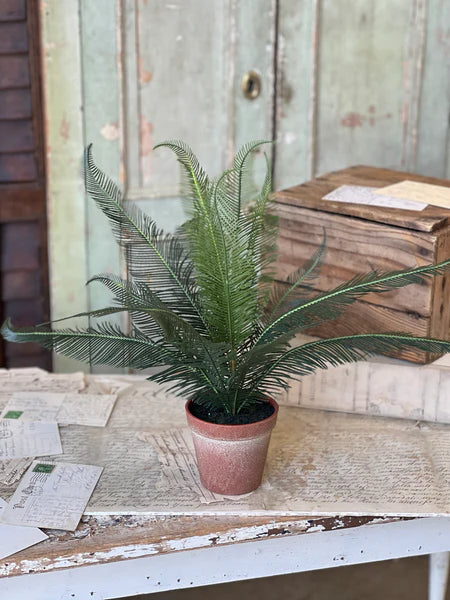 Pinion Fern Pot