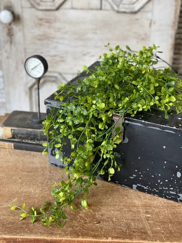Bog Pimpernel Floral Collection