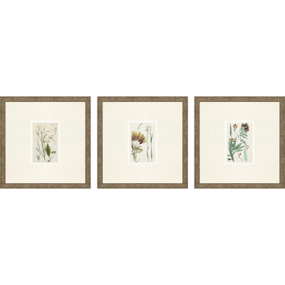Antique Botanical Framed Prints, Set of 3