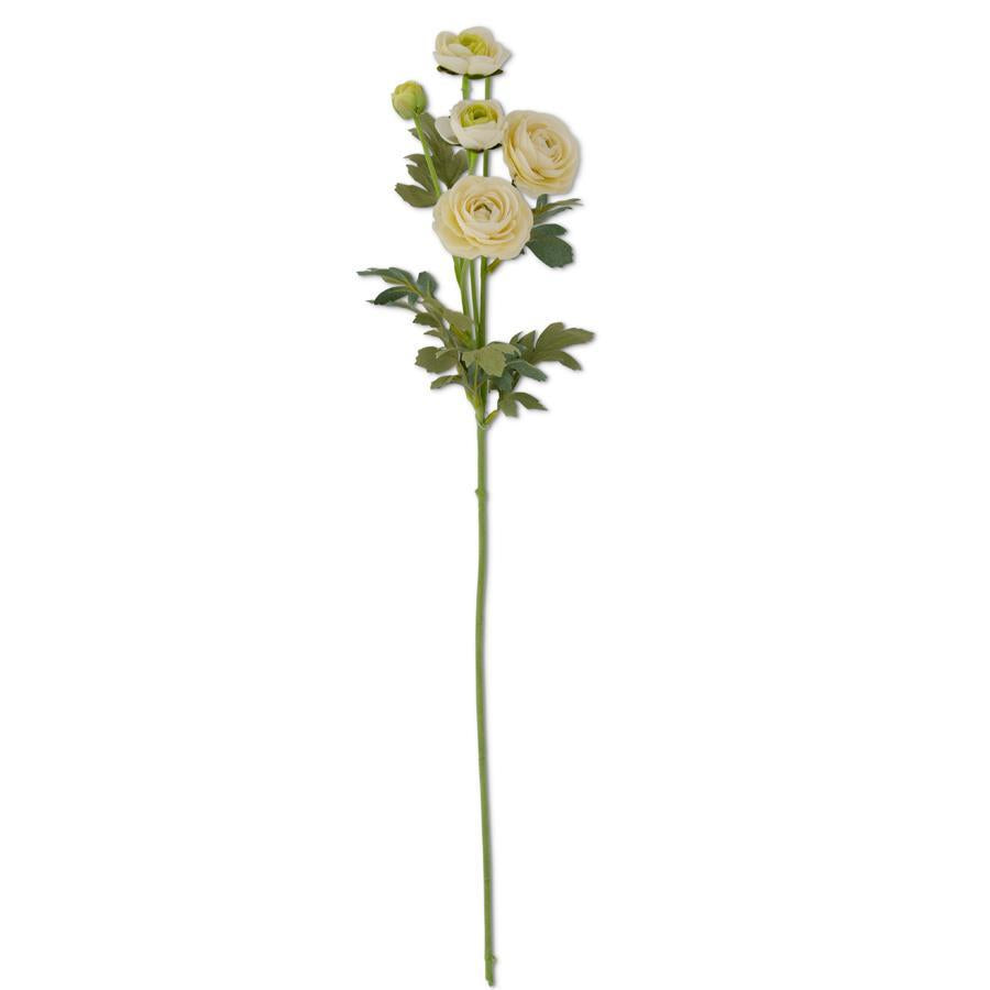 White Ranunculus Sprau