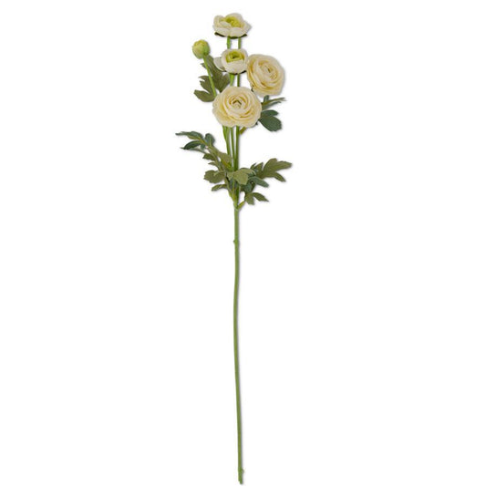 White Ranunculus Sprau