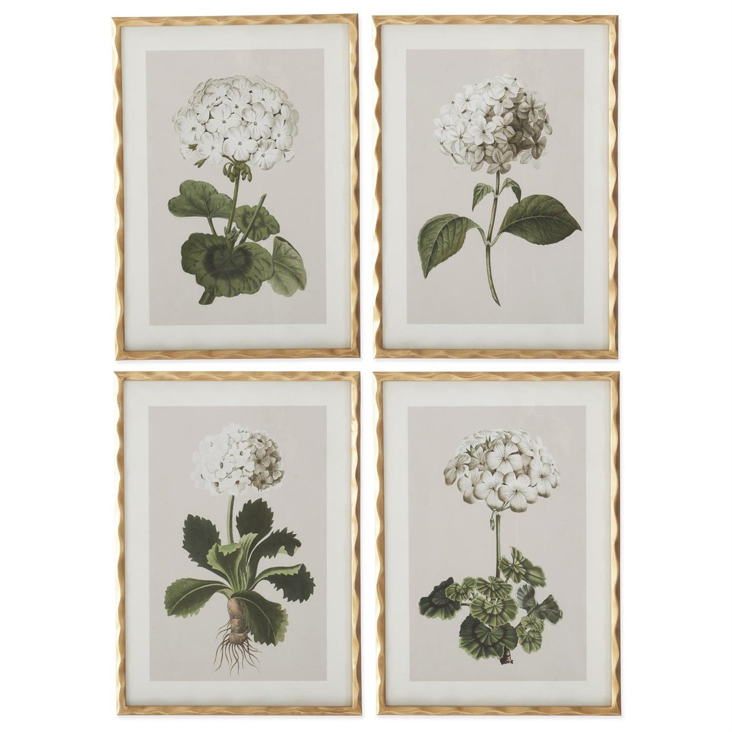 Gold Ornate Wood Framed White Geranium Print