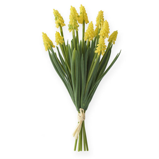 Yellow Grape Hyacinth Bundle
