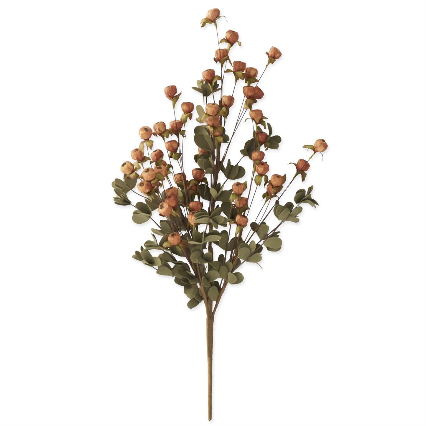 Orange Pod Bush with Eva Leaf Foliage