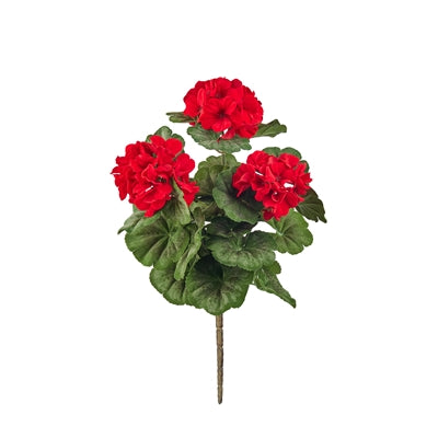 Geranium Bush