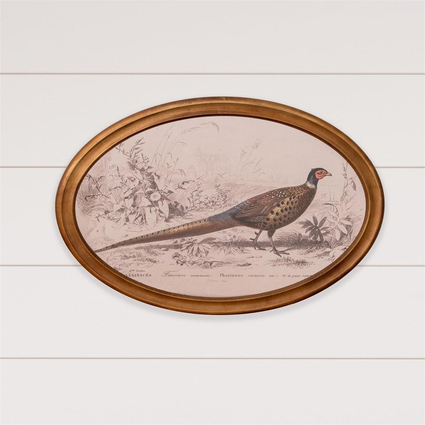 Framed Print - Pheasant