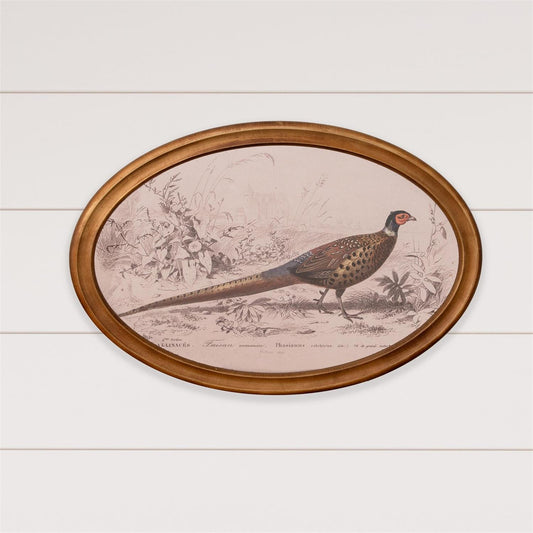 Framed Print - Pheasant
