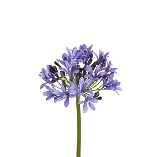 Agapanthus Stem