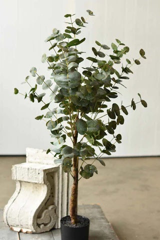 Lakeland Eucalyptus Tree