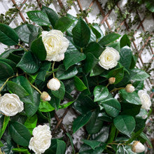 White Camelia Flower Wreath