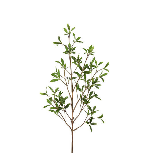Coprosma Kirkii Spray