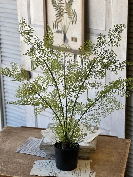 Potted Maiden Tress Fern