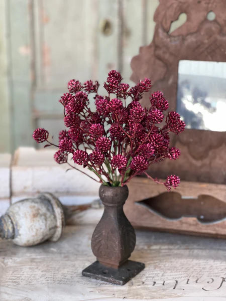 Wil-O-Wisp Bush - Sangria