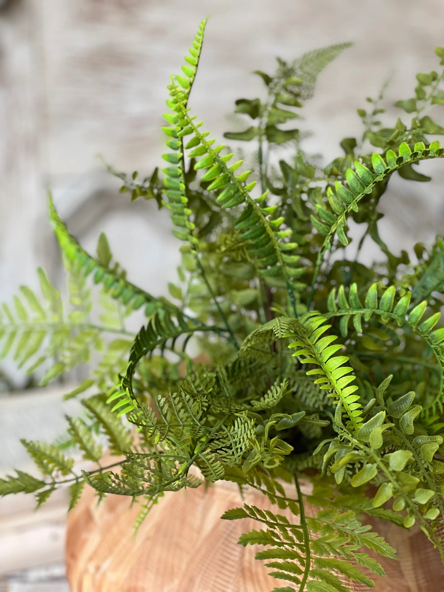 Fairhope Fern Bush