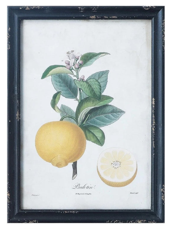 Citrus Vintage Reproduction Print