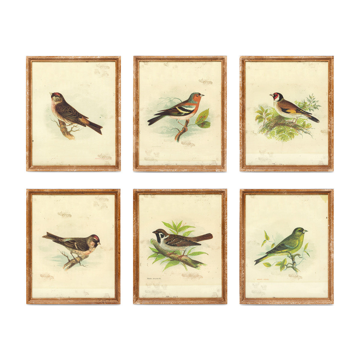 Vintage Bird Framed Prints