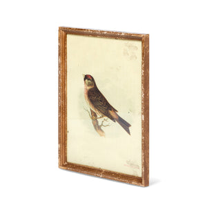 Vintage Bird Framed Prints
