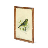 Vintage Bird Framed Prints