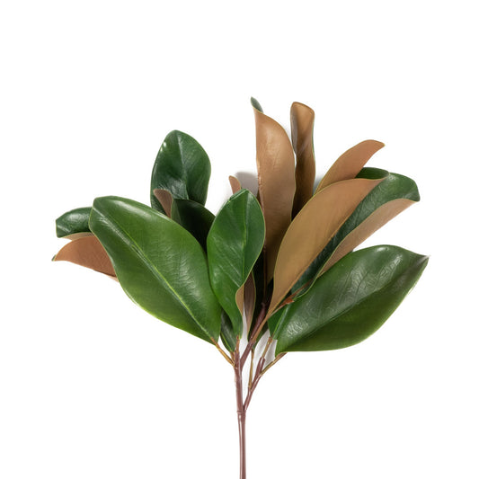 Magnolia Leaf Collection