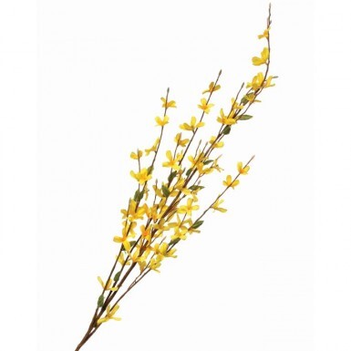 Forsythia Spray