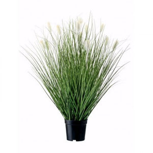 Rabbit Tail Fountain Grass