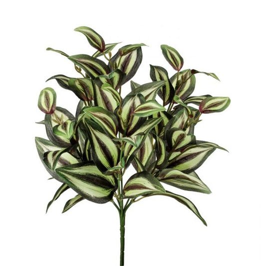 Tradescantia Plant