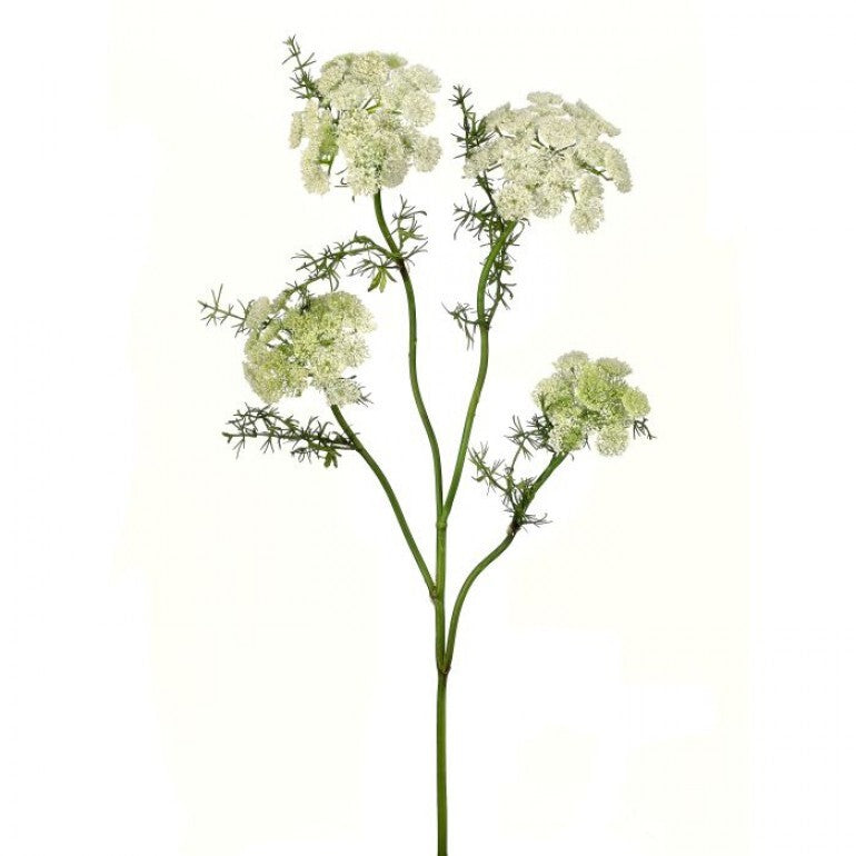 Wild Dill Spray