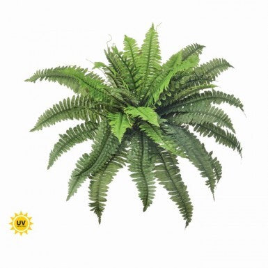 Estate Boston Fern