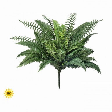 Estate Boston Fern